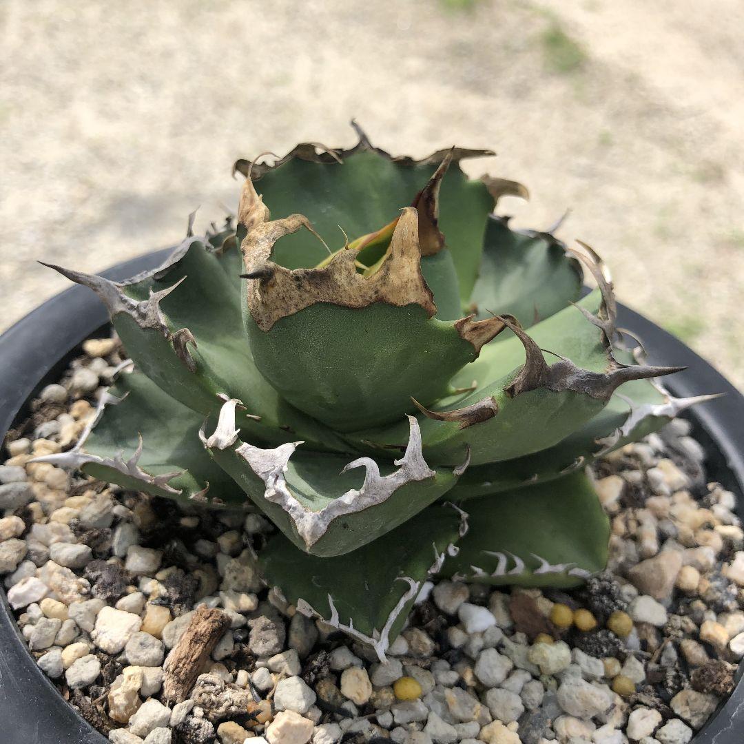 多肉植物 アガベ　チタノタ　カニ　螃蟹