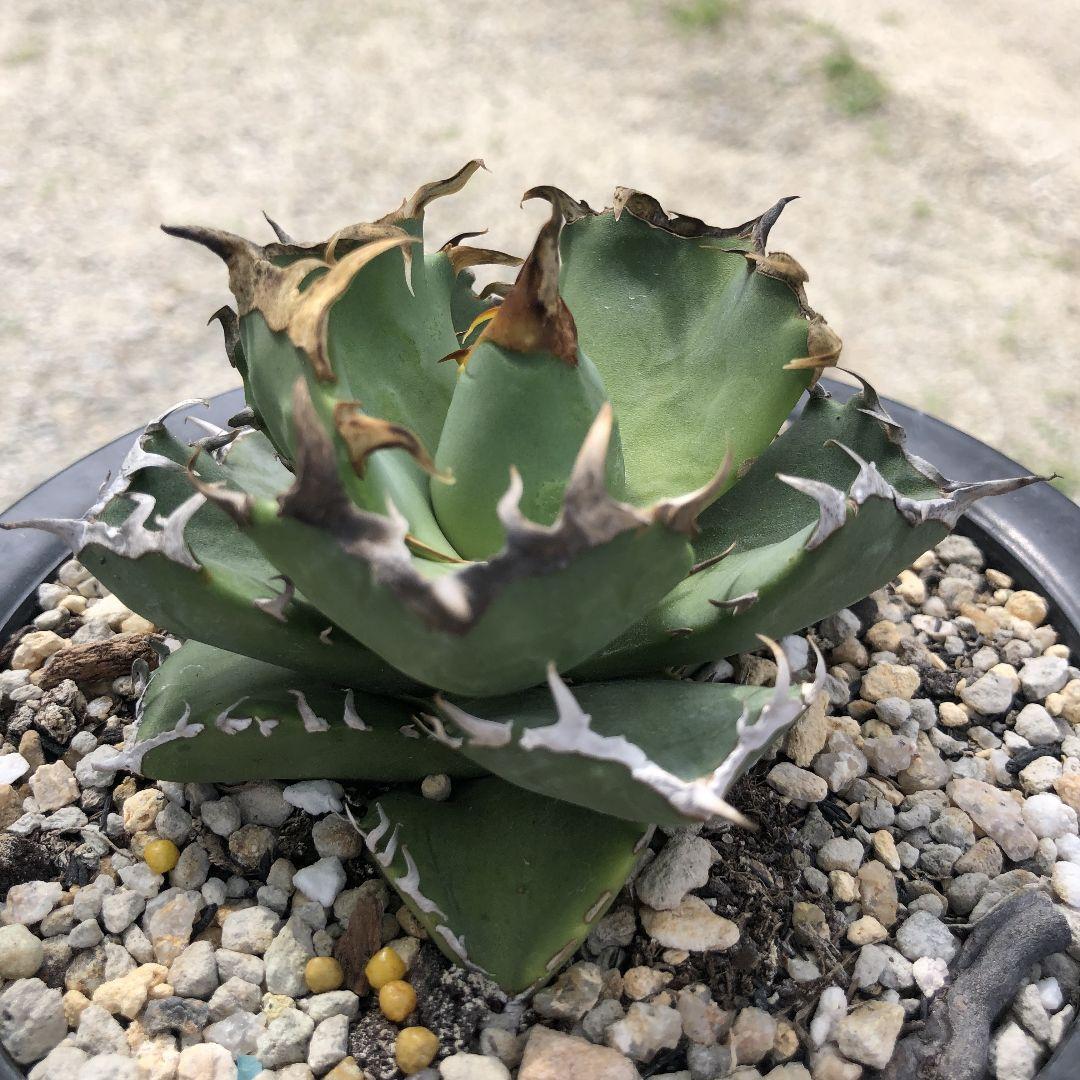 多肉植物 アガベ　チタノタ　カニ　螃蟹