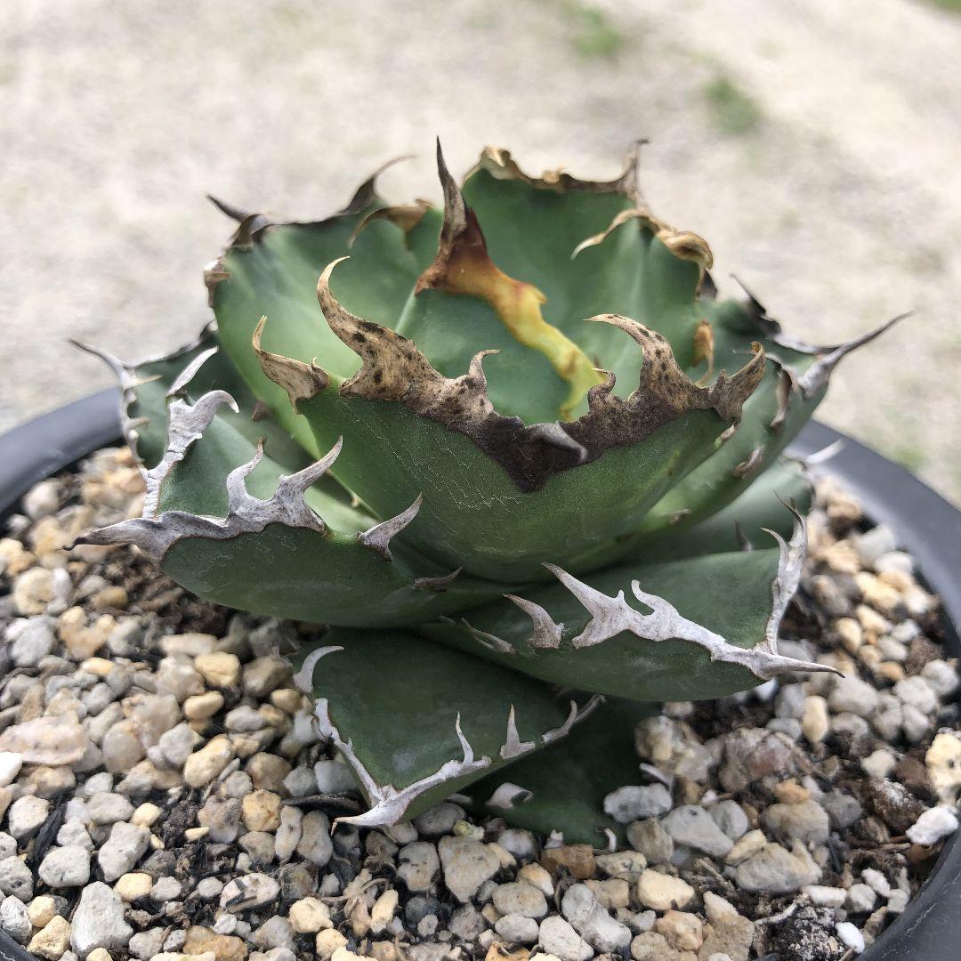 多肉植物 アガベ　チタノタ　カニ　螃蟹