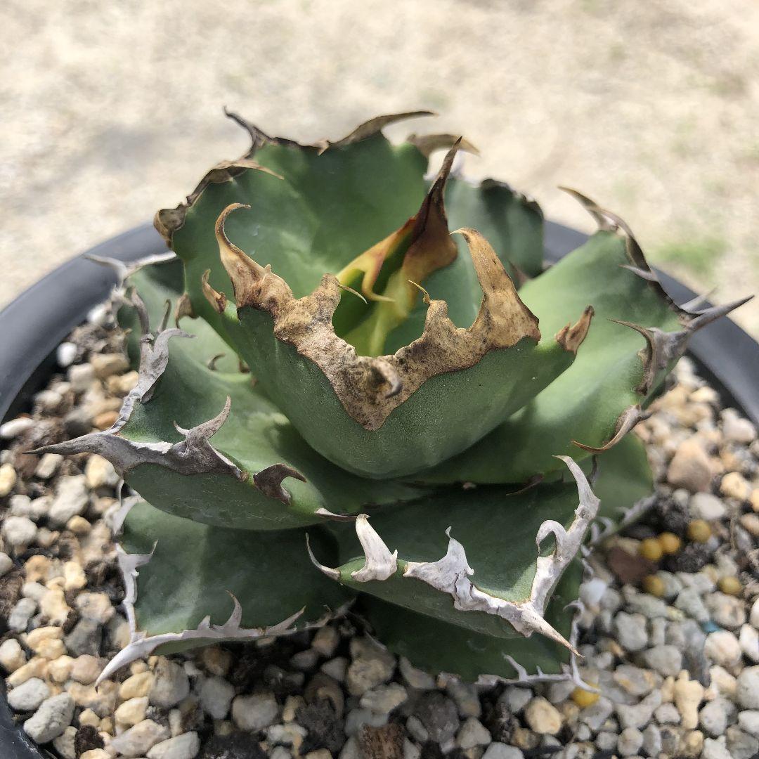 多肉植物 アガベ　チタノタ　カニ　螃蟹