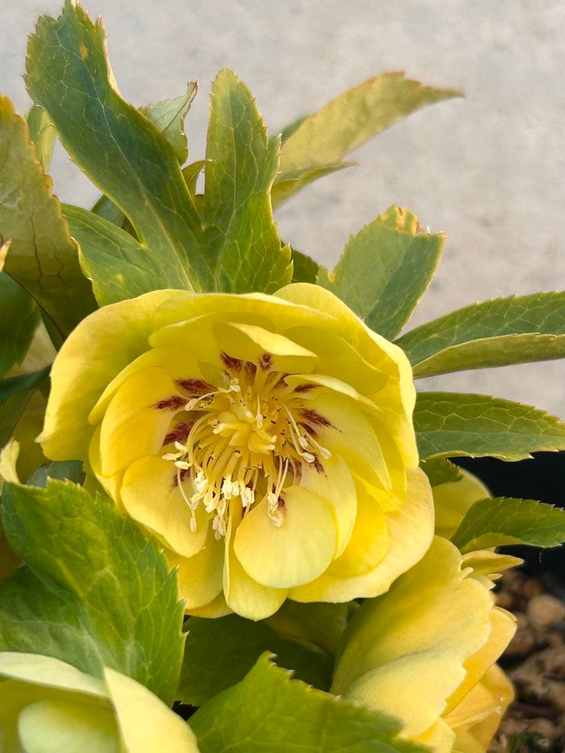 ddメロンゴールド系フラッシュ　クリスマスローズ