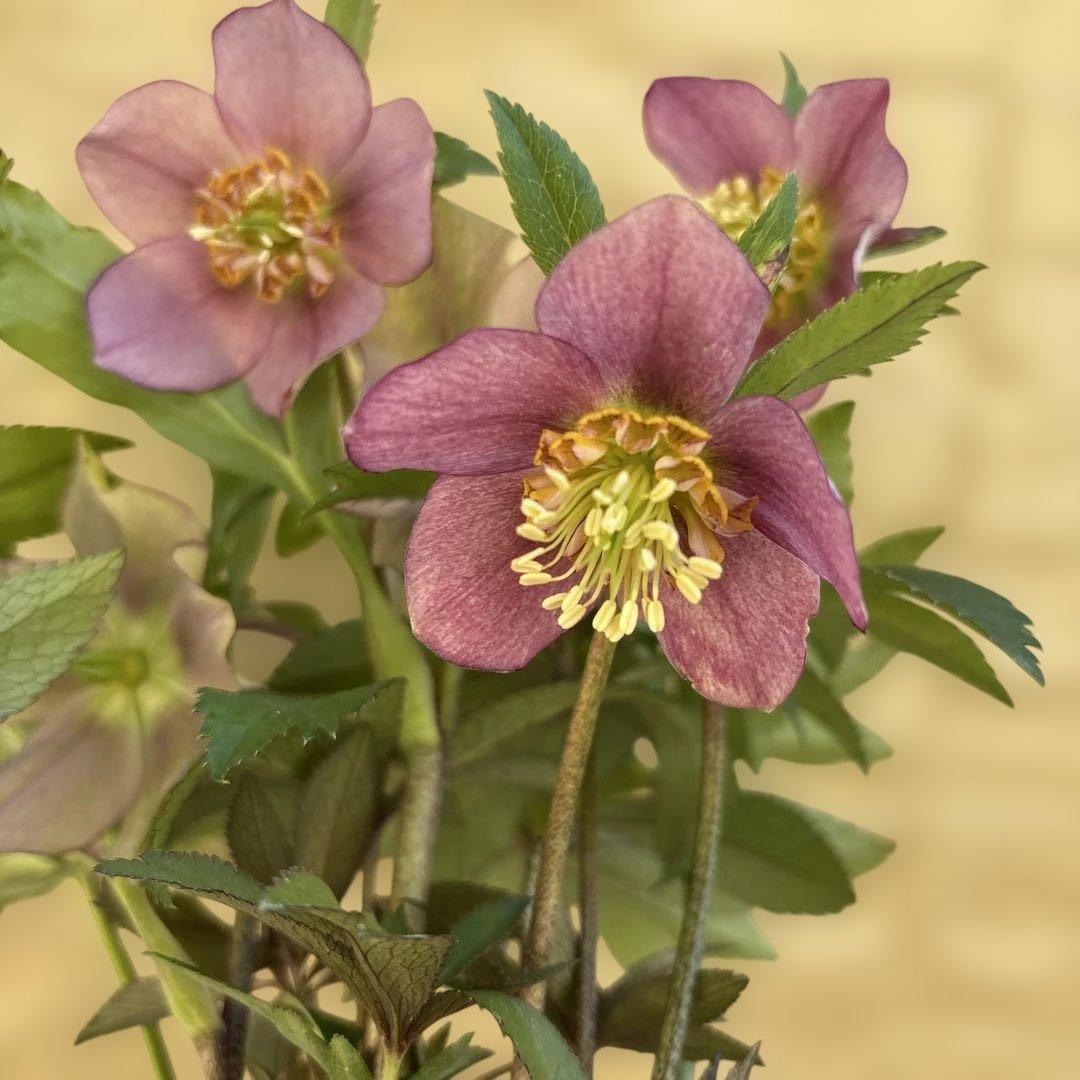 ヒデコートhyb つぼみなし 大木ナーサリー クリスマスローズ タグ付き