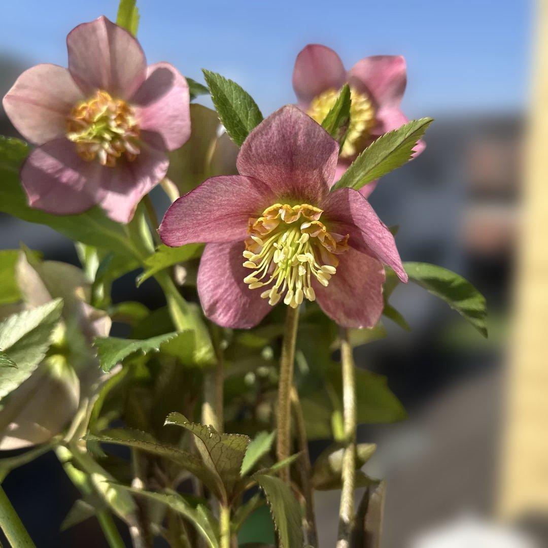 ヒデコートhyb つぼみなし 大木ナーサリー クリスマスローズ タグ付き
