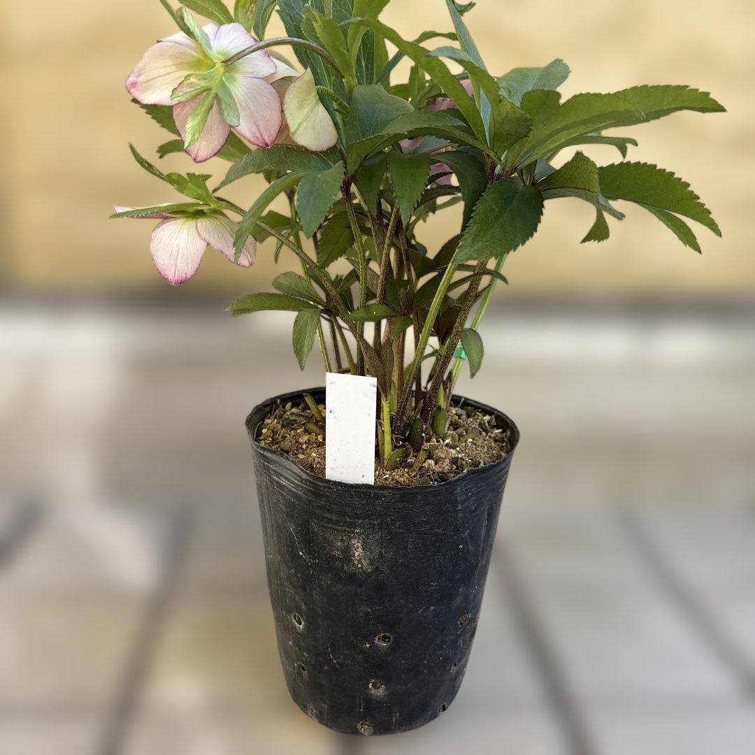 ヒデコートhyb つぼみなし 大木ナーサリー クリスマスローズ タグ付き