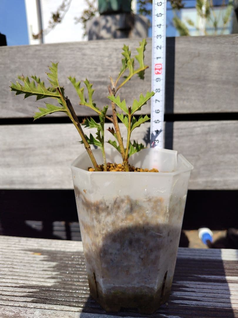 グレビレア グレープ（Grevillea bipinnatifida.）2本刺 - メルカリ