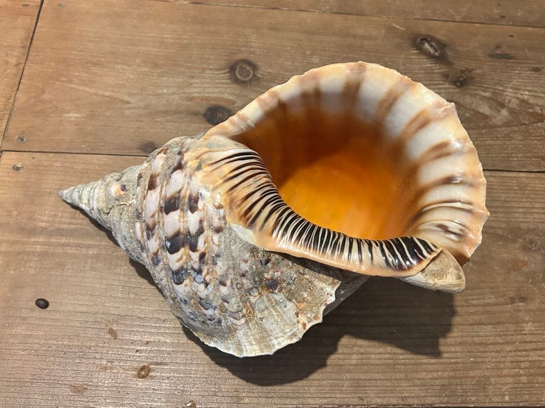 法螺貝（ホラガイ）36cm／約1443g 特大サイズ ヘビー級 - メルカリ