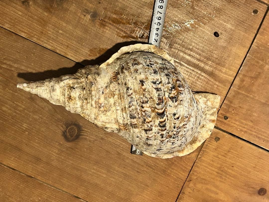 法螺貝（ホラガイ）36cm／約1443g 特大サイズ ヘビー級 - メルカリ