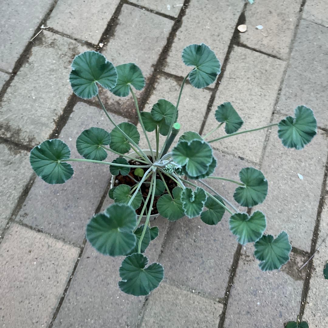 モリモリ〜(ᵔᴥᵔ)シドイデス ♡ご近所さんと差がつく可愛らしさ♡大人かわいい