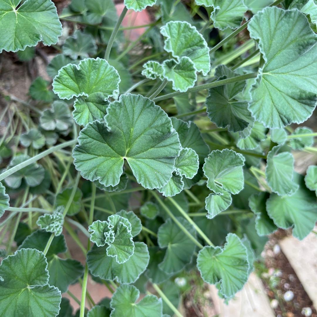 モリモリ〜(ᵔᴥᵔ)シドイデス ♡ご近所さんと差がつく可愛らしさ♡大人かわいい