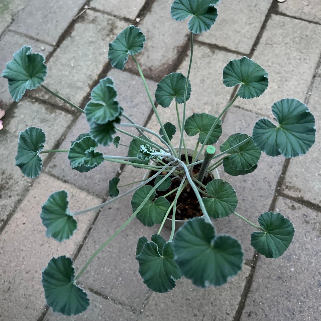 モリモリ〜(ᵔᴥᵔ)シドイデス ♡ご近所さんと差がつく可愛らしさ♡大人かわいい