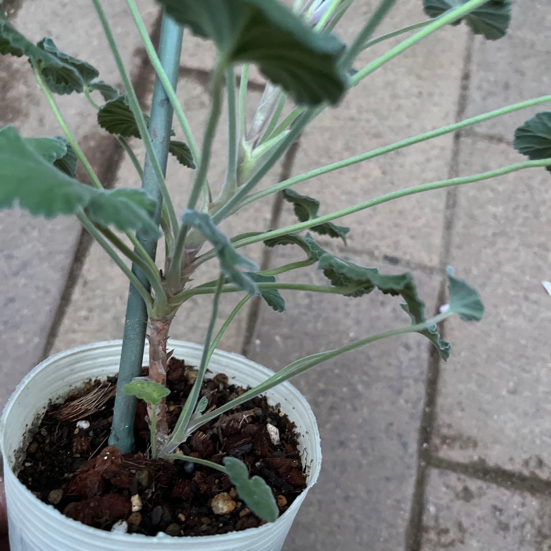 モリモリ〜(ᵔᴥᵔ)シドイデス ♡ご近所さんと差がつく可愛らしさ♡大人かわいい