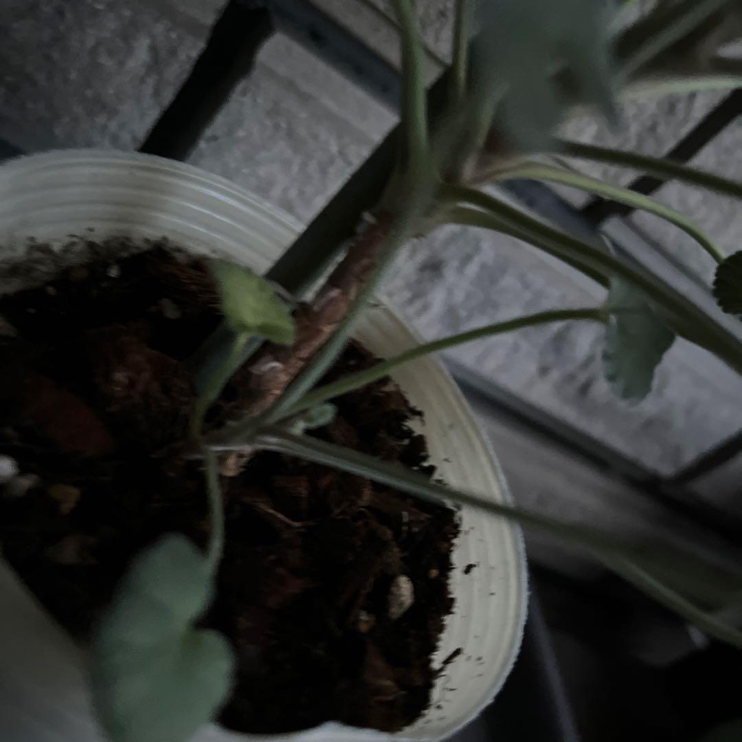 モリモリ〜(ᵔᴥᵔ)シドイデス ♡ご近所さんと差がつく可愛らしさ♡大人かわいい