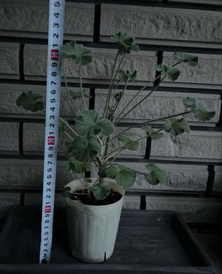 モリモリ〜(ᵔᴥᵔ)シドイデス ♡ご近所さんと差がつく可愛らしさ♡大人かわいい