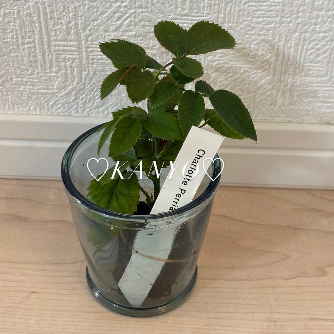 N*G様 バラ苗　和バラ　ペリアン　正規品