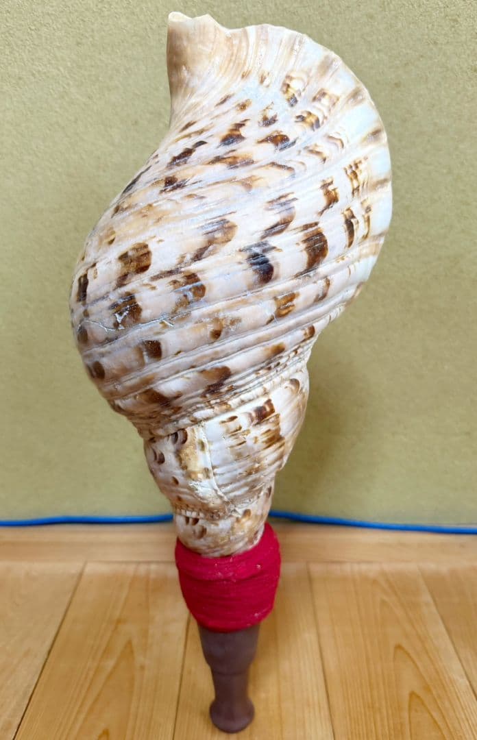 お正月特別価格‼️特大修験道法螺貝46㎝　肉厚　山伏ホラガイ　ほら貝