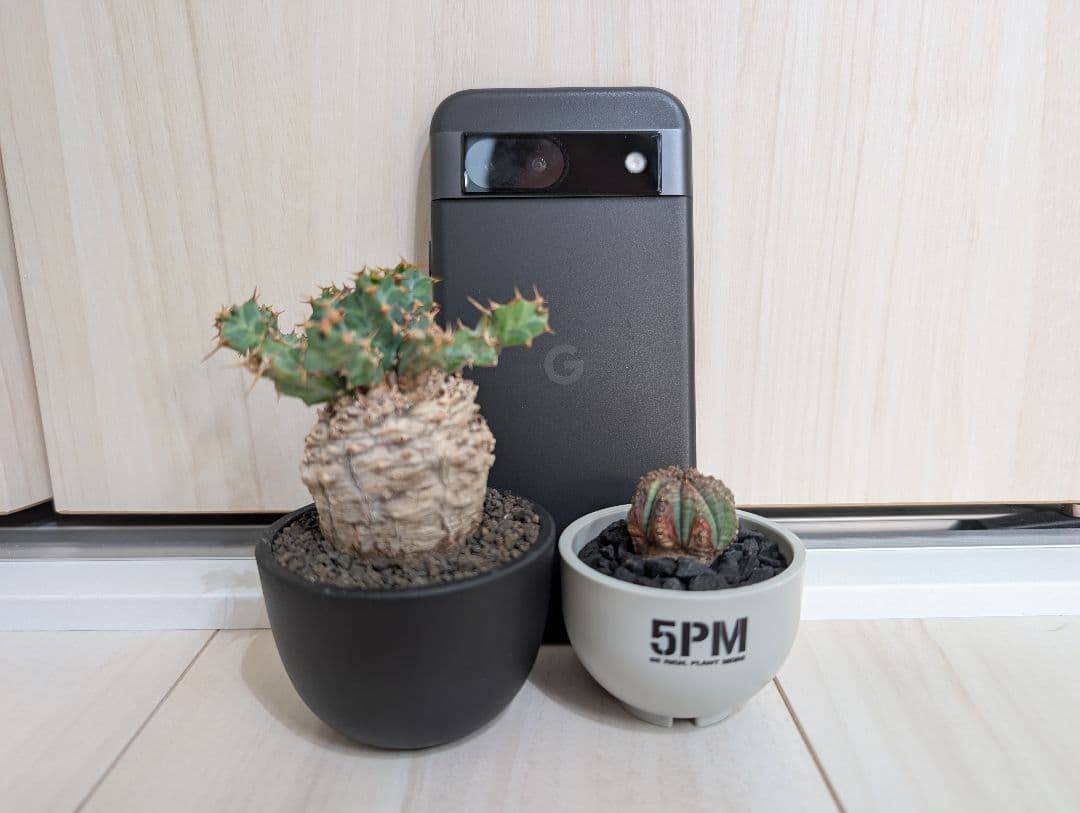 ユーフォルビア クラビゲラ 現地株 超ミニサイズ 手乗り 塊根植物