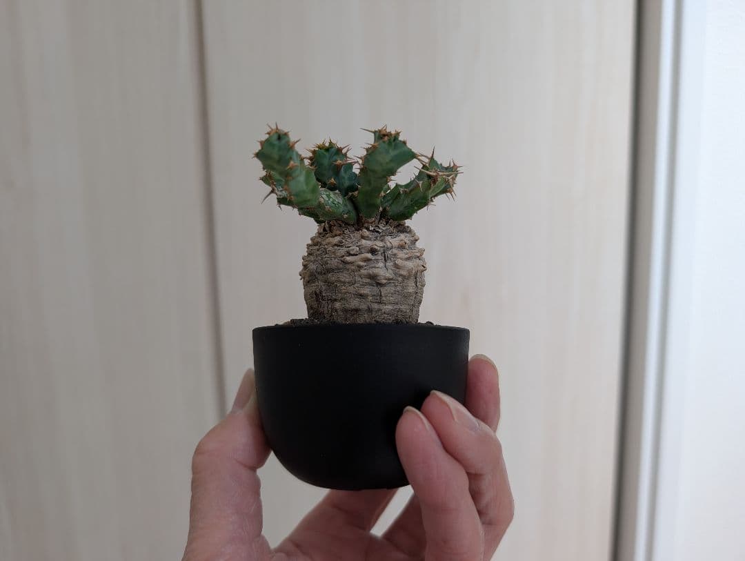 ユーフォルビア クラビゲラ 現地株 超ミニサイズ 手乗り 塊根植物
