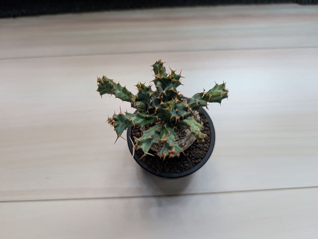 ユーフォルビア クラビゲラ 現地株 超ミニサイズ 手乗り 塊根植物