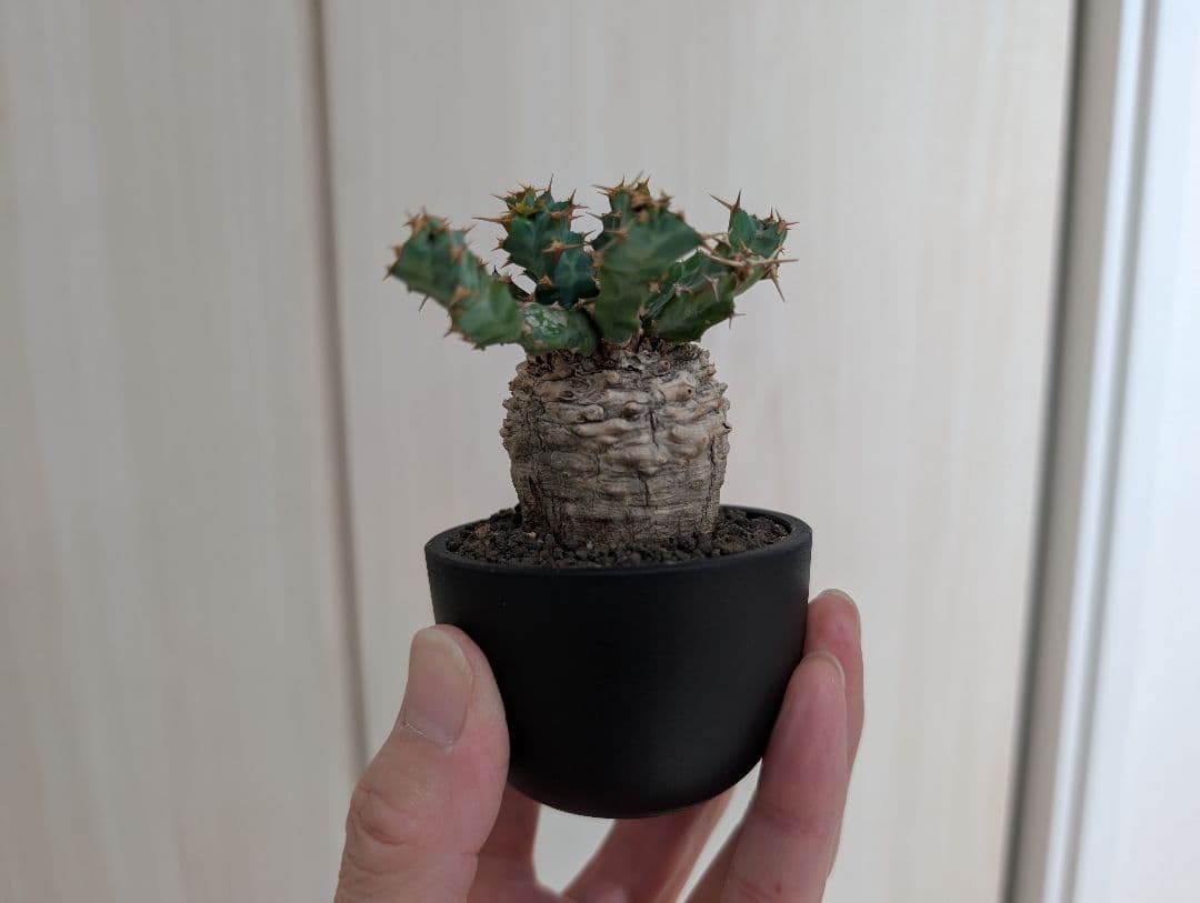 ユーフォルビア クラビゲラ 現地株 超ミニサイズ 手乗り 塊根植物