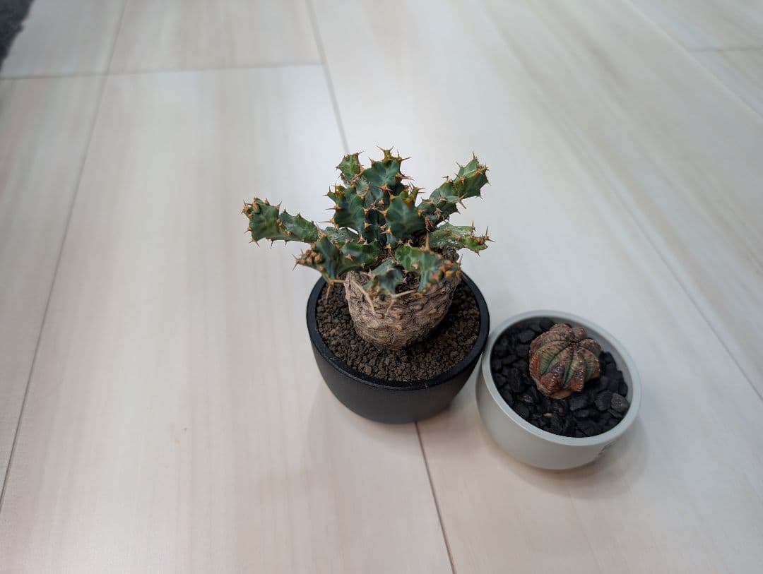 ユーフォルビア クラビゲラ 現地株 超ミニサイズ 手乗り 塊根植物