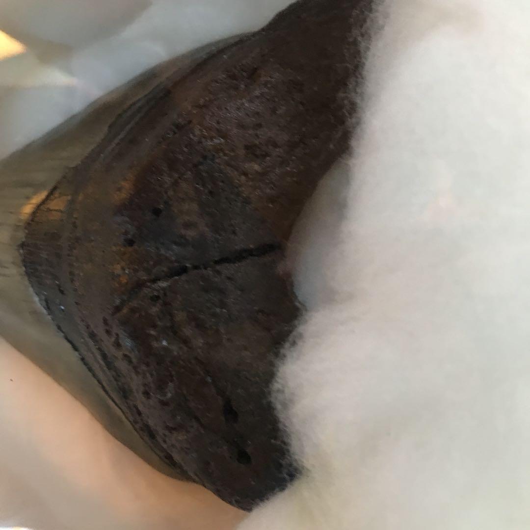 メガドロン歯の化石