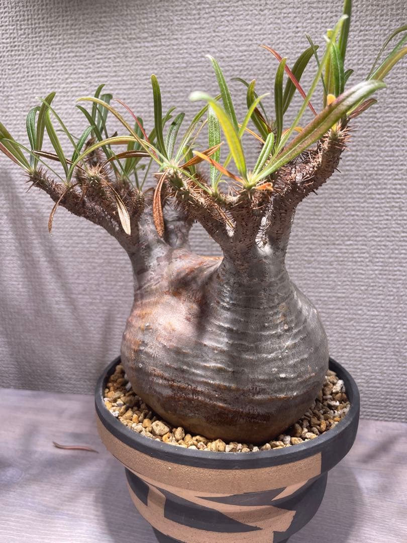 パキポディウム グラキリス × BOTANIZE（ コレクション2 ）