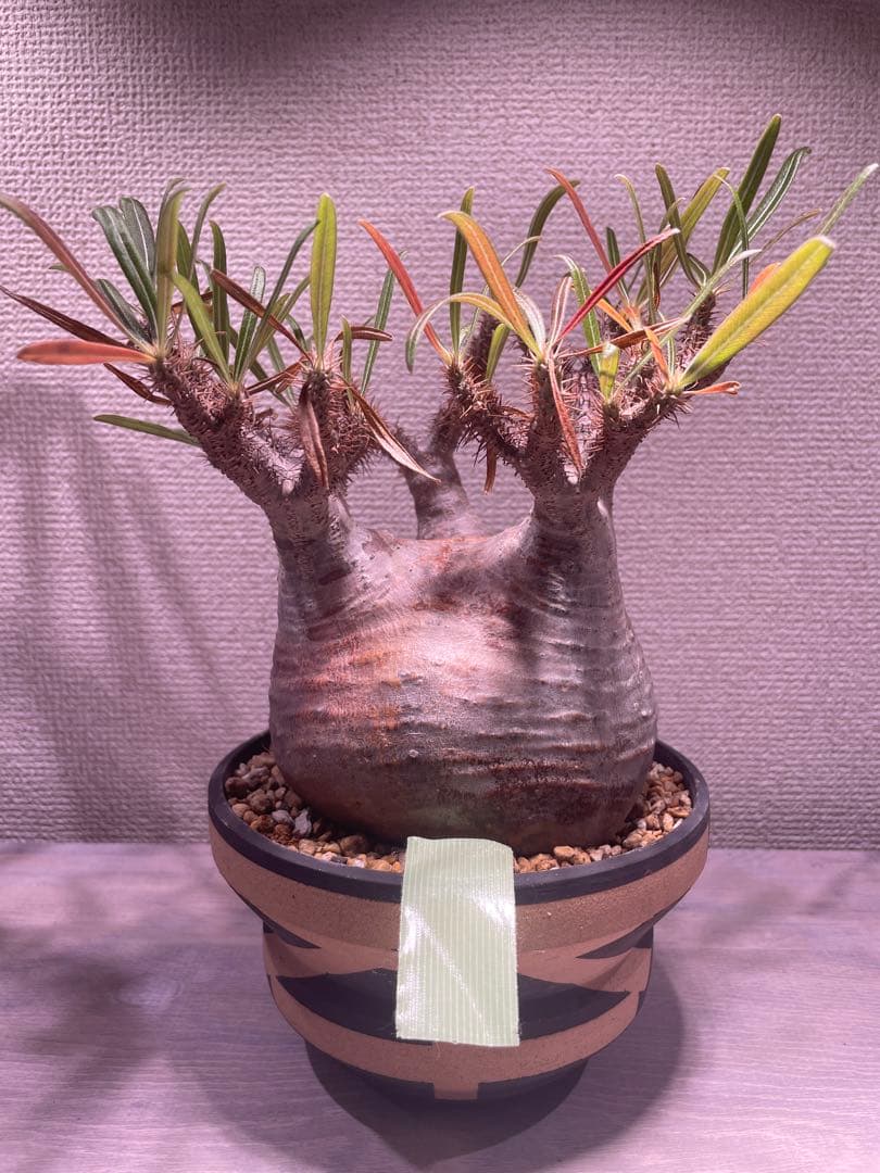 パキポディウム グラキリス × BOTANIZE（ コレクション2 ）