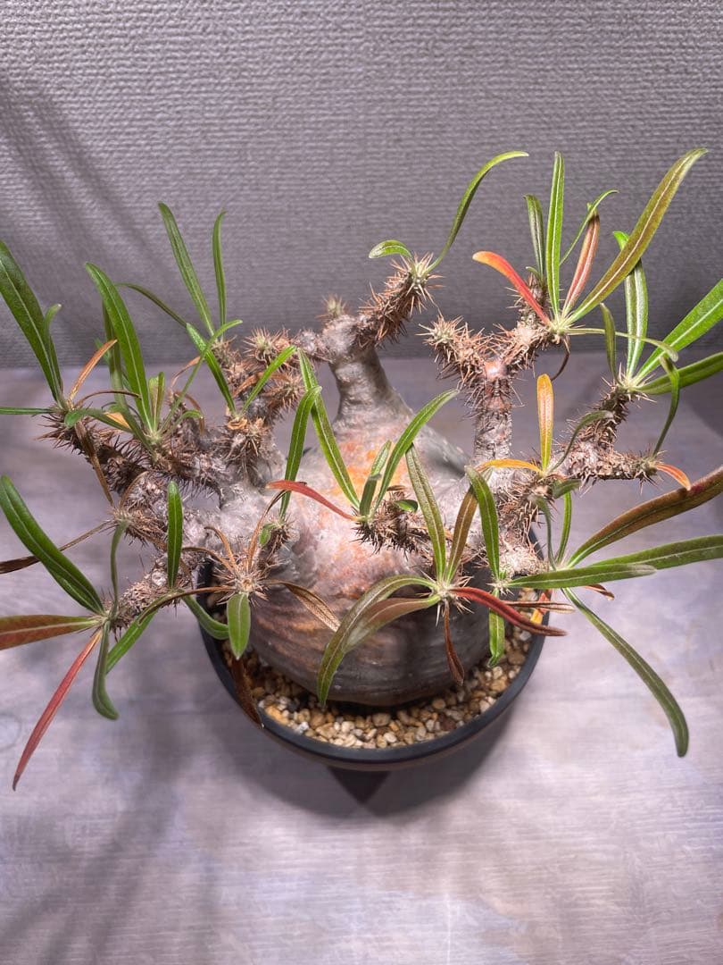 パキポディウム グラキリス × BOTANIZE（ コレクション2 ）