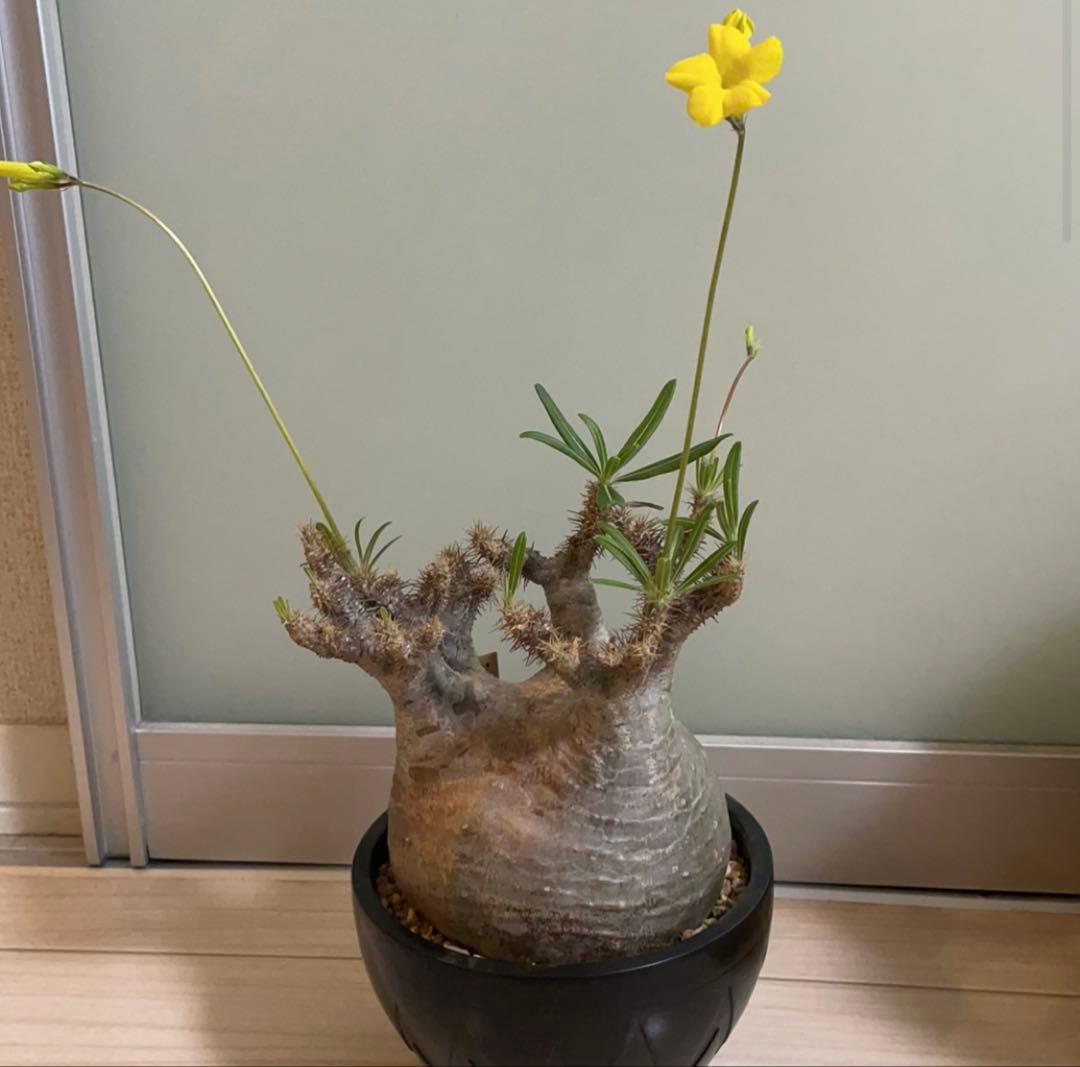 パキポディウム グラキリス × BOTANIZE（ コレクション2 ）