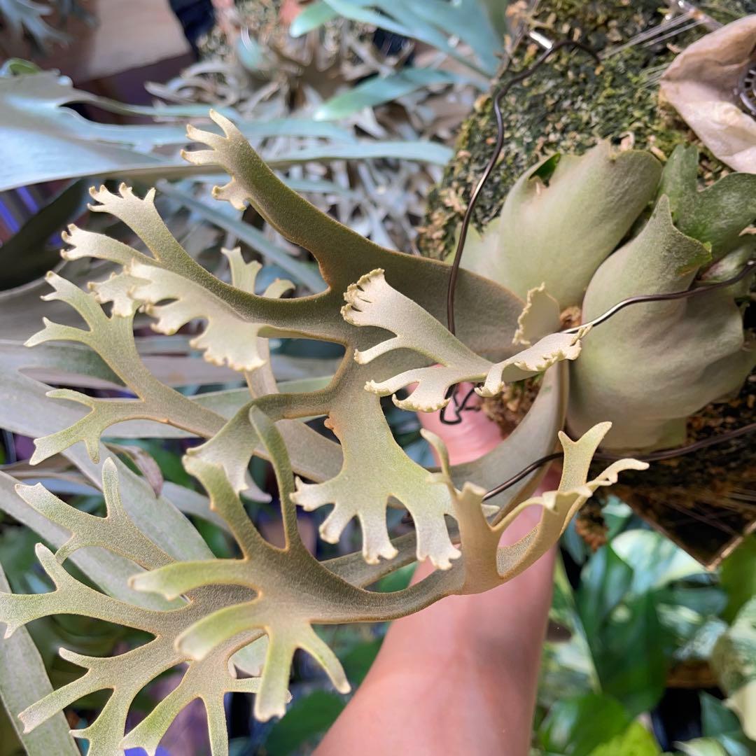 platycerium willinckii OMG オリジナル ビカクシダ