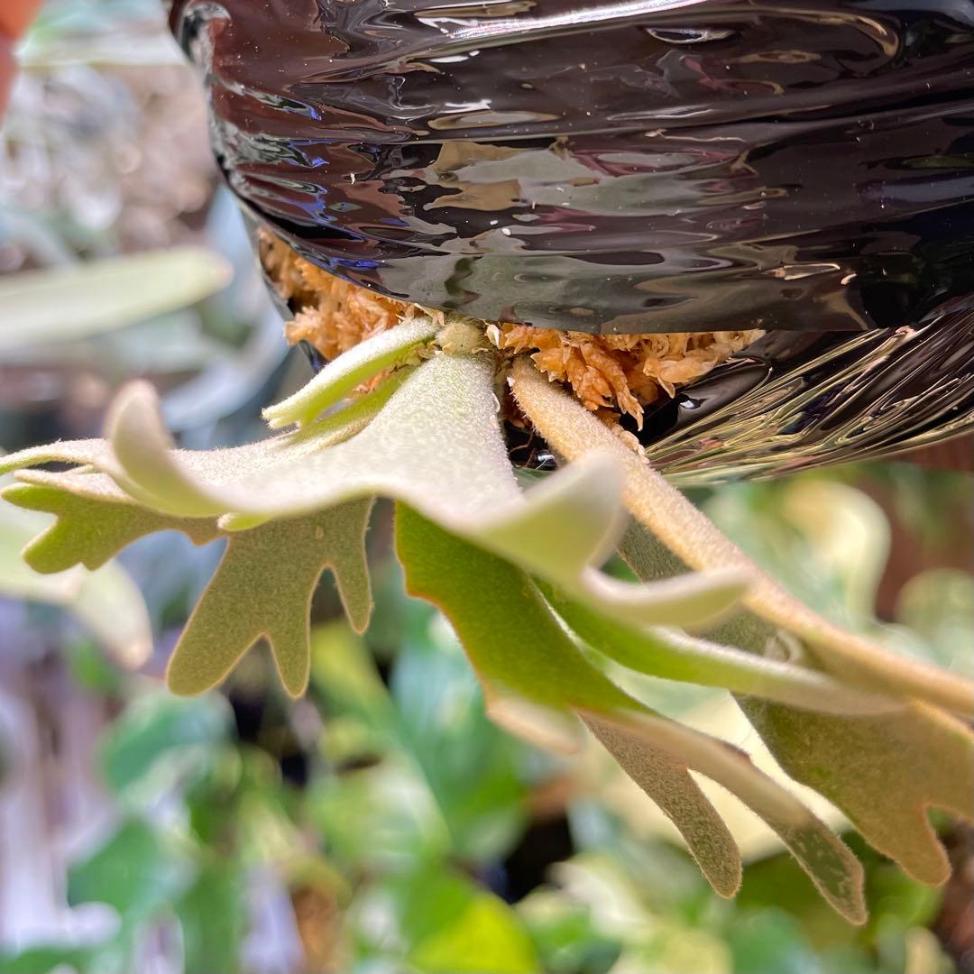 platycerium willinckii OMG オリジナル ビカクシダ