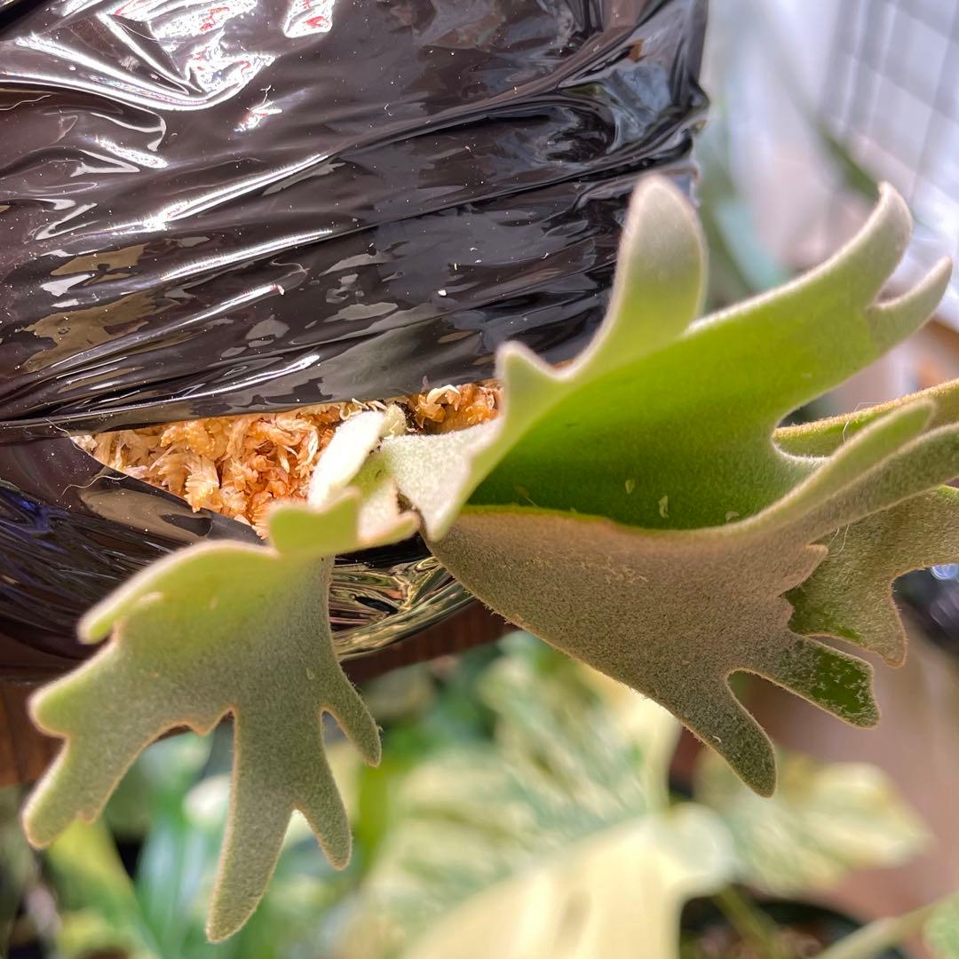 platycerium willinckii OMG オリジナル ビカクシダ