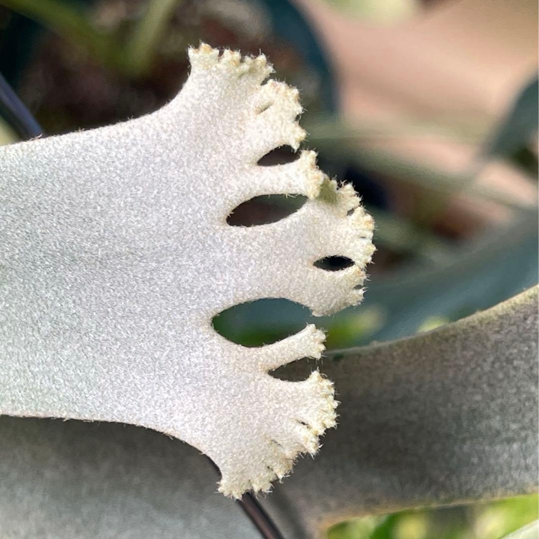 platycerium willinckii OMG オリジナル ビカクシダ