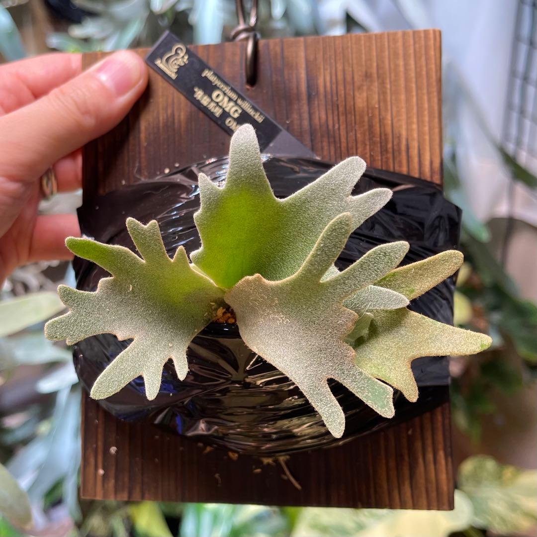 platycerium willinckii OMG オリジナル ビカクシダ