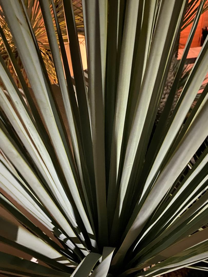 ユッカ　マルデヌベスverリギダ