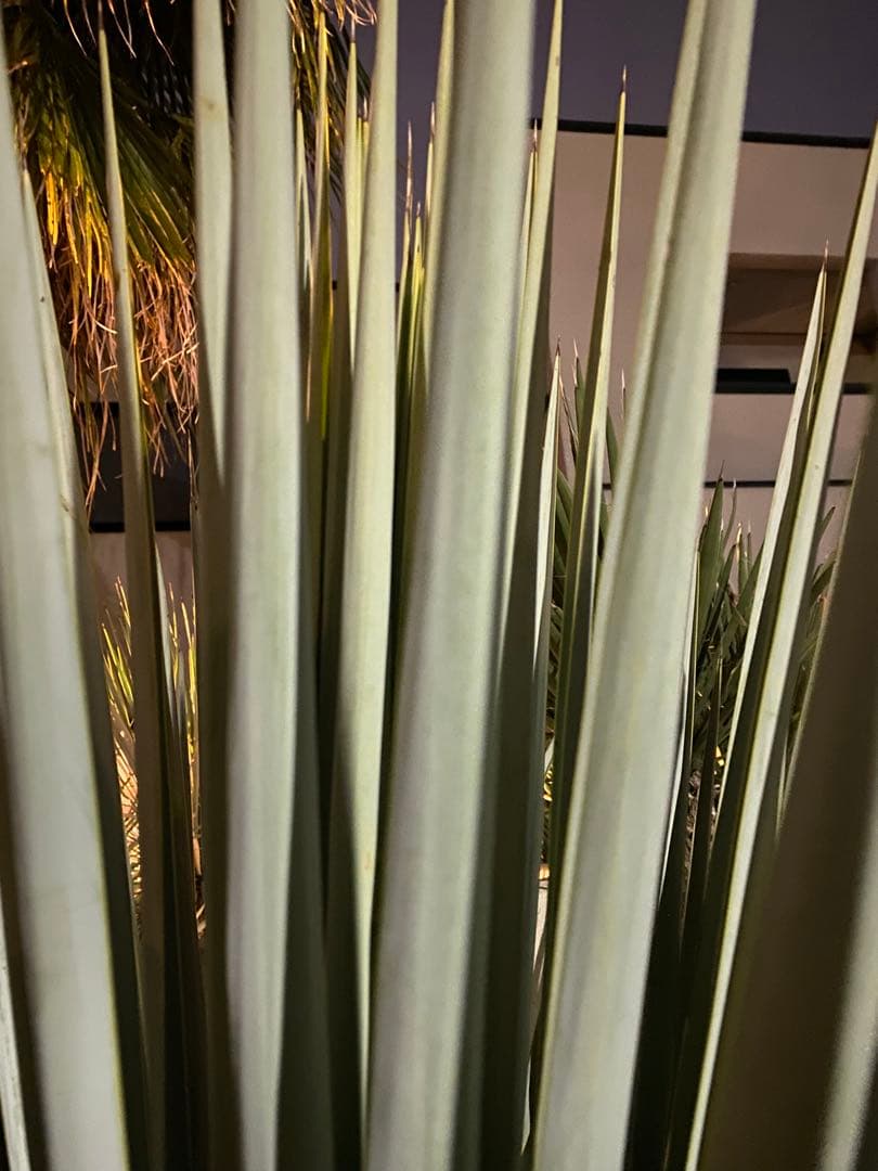 ユッカ　マルデヌベスverリギダ