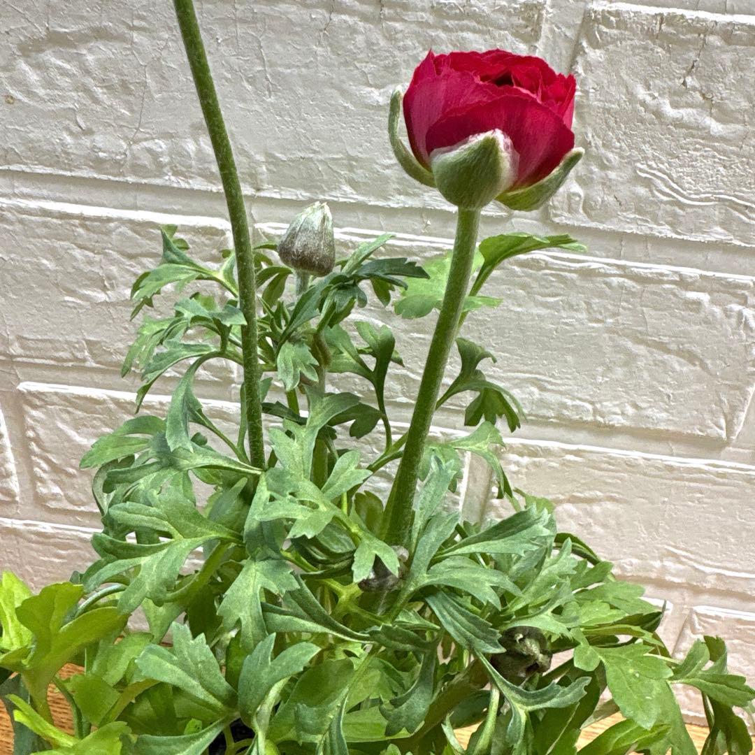 現品】Jレア♡ラナンキュラス♡エトワール♡花苗うえた♡3.5号