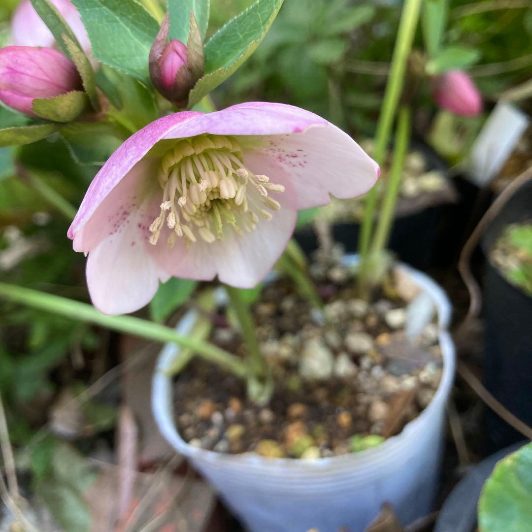 クリスマスローズ　小輪多花ピンク　株分け前提