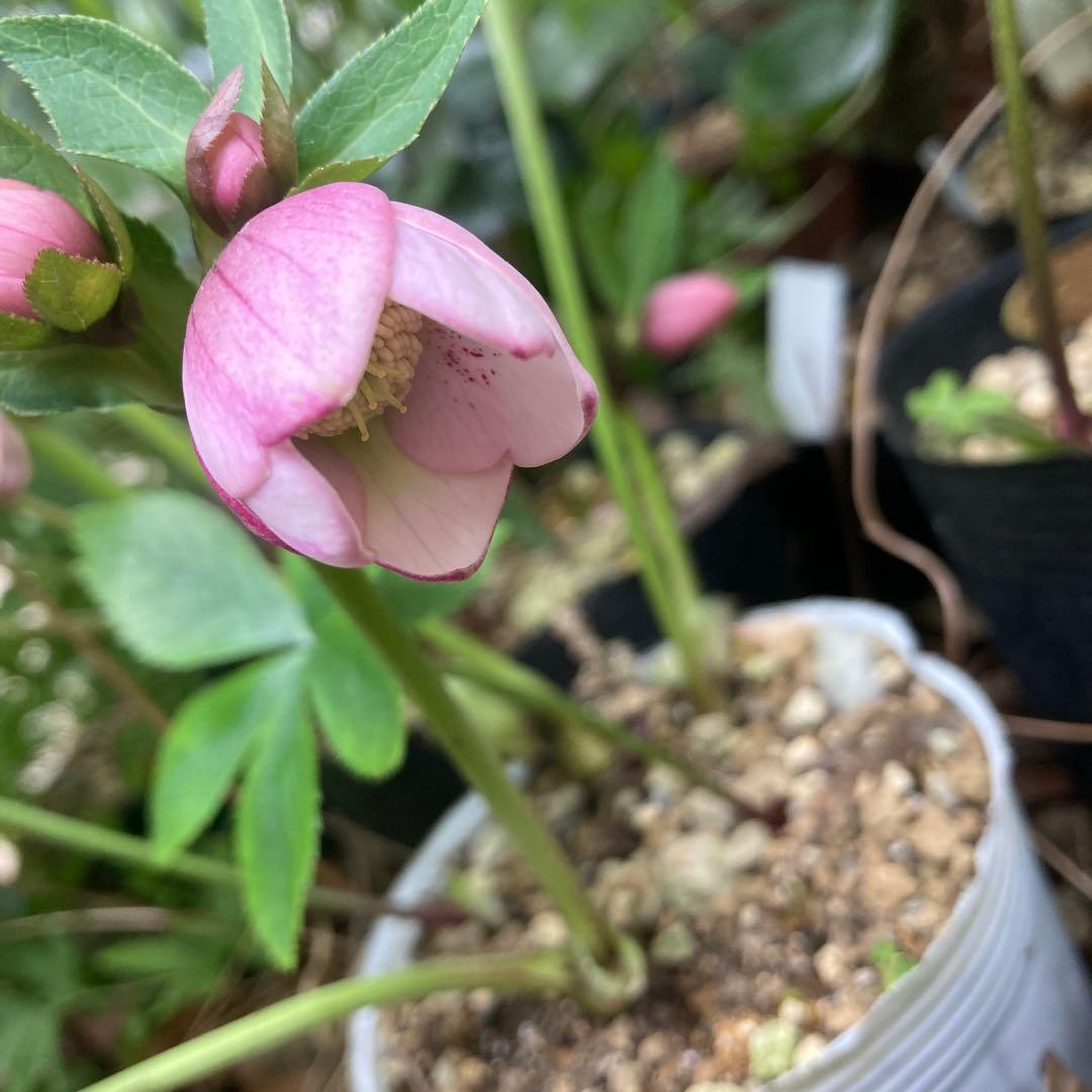 クリスマスローズ　小輪多花ピンク　株分け前提