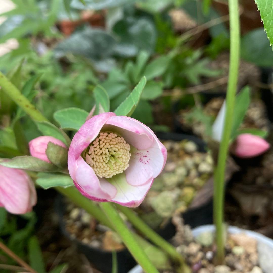 クリスマスローズ　小輪多花ピンク　株分け前提