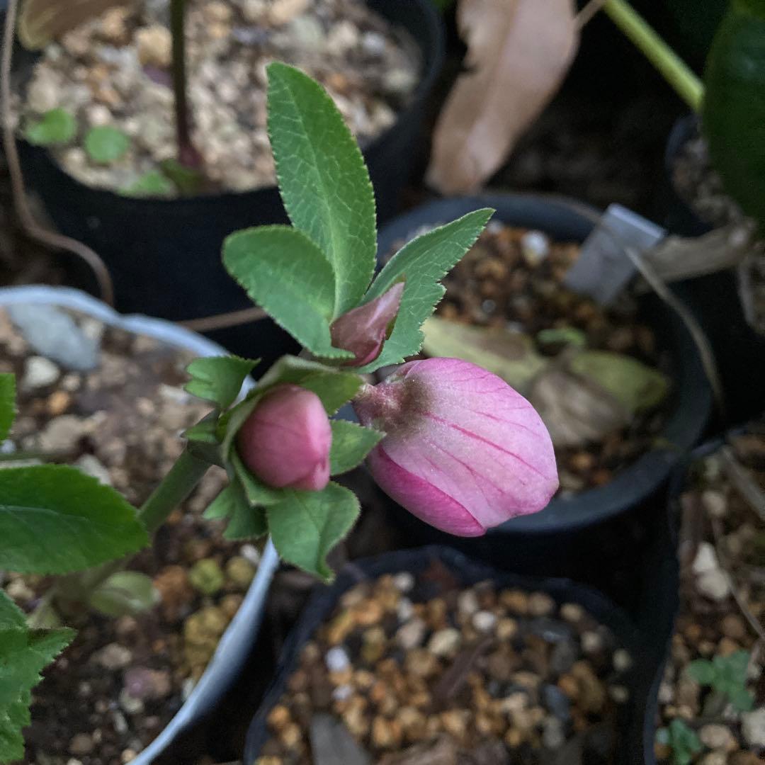 クリスマスローズ　小輪多花ピンク　株分け前提