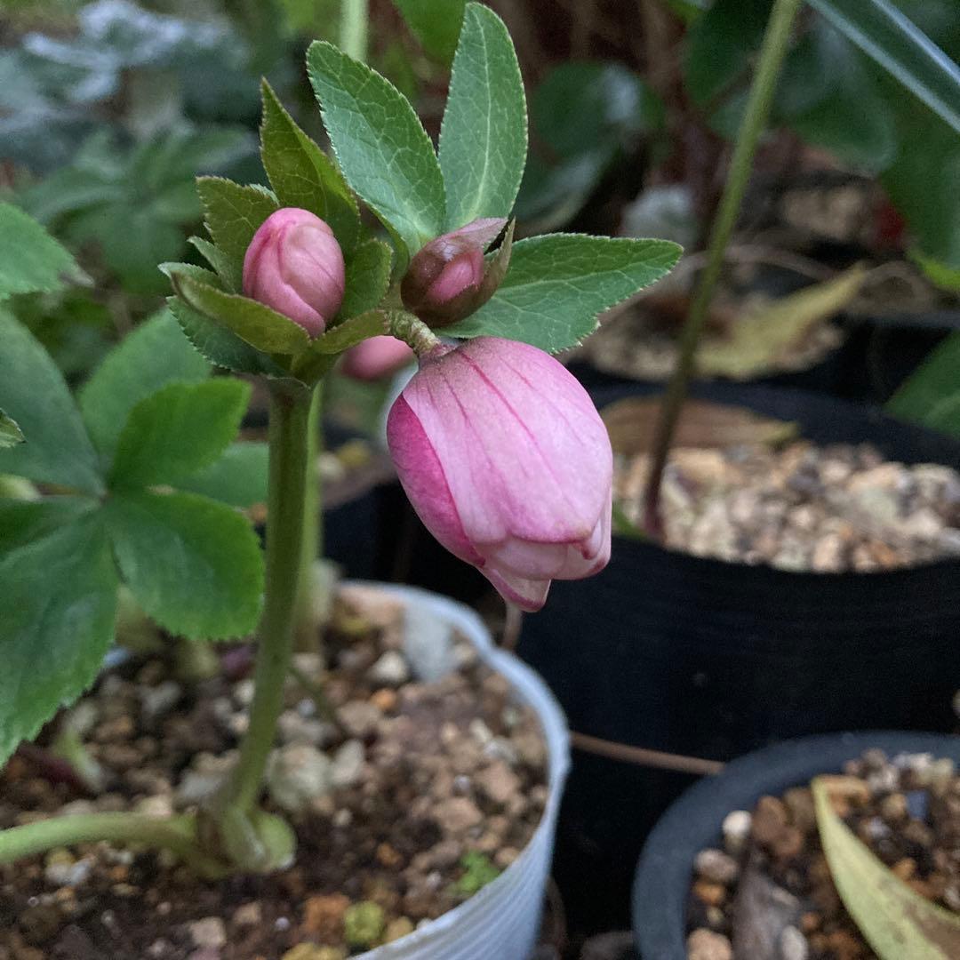 クリスマスローズ　小輪多花ピンク　株分け前提