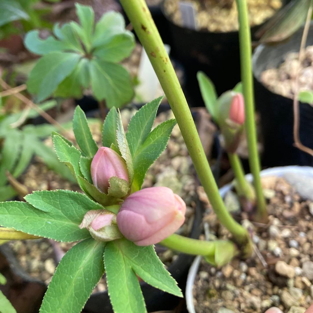 クリスマスローズ　小輪多花ピンク　株分け前提