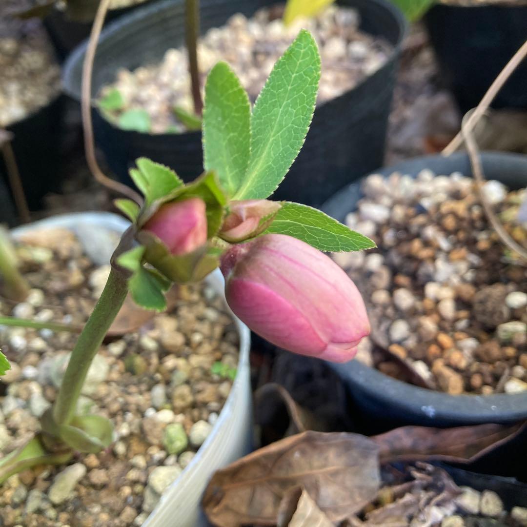 クリスマスローズ　小輪多花ピンク　株分け前提