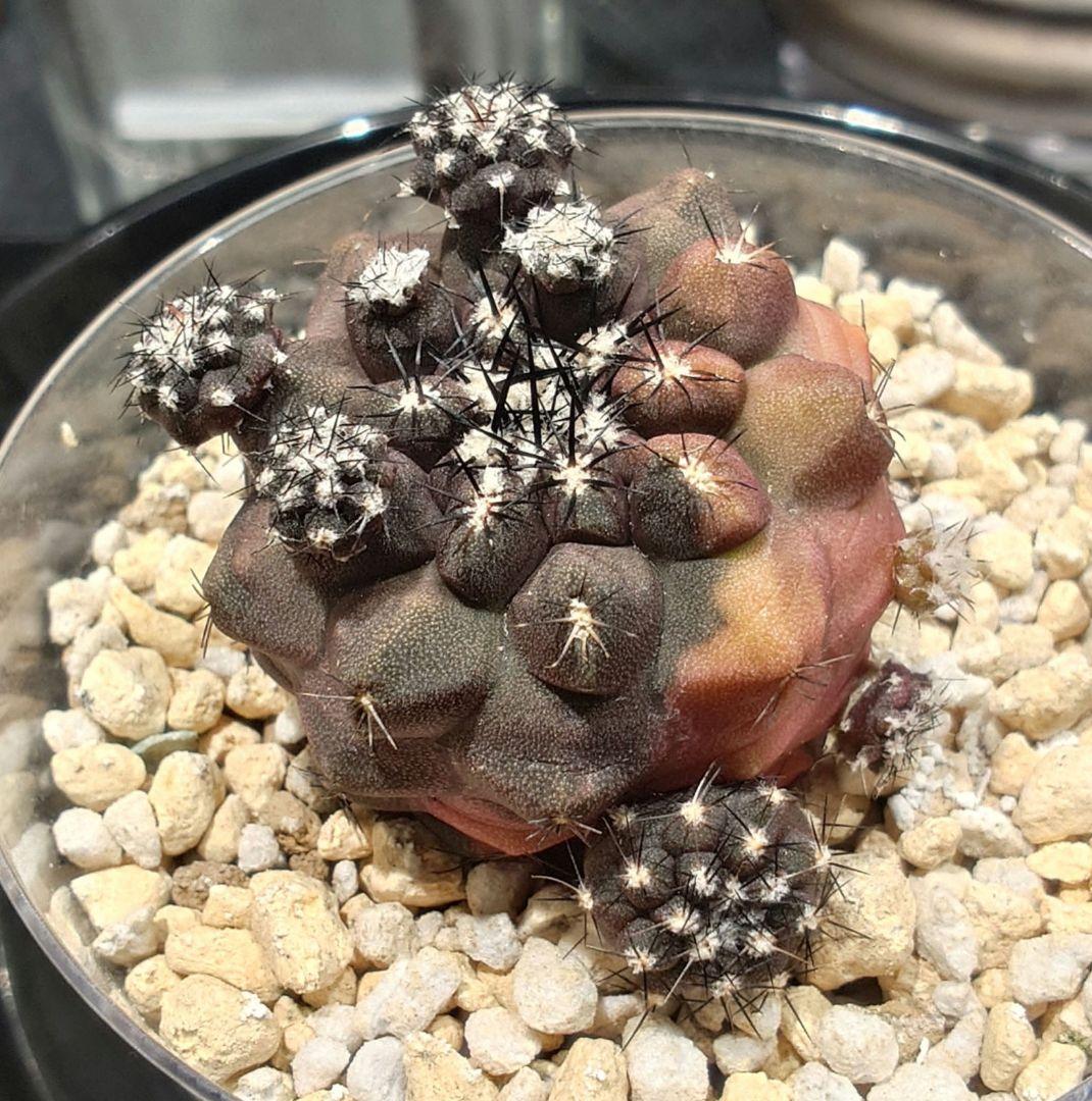 コピアポア // デュラ // ハイブリッド / 斑入り（20250803-8）