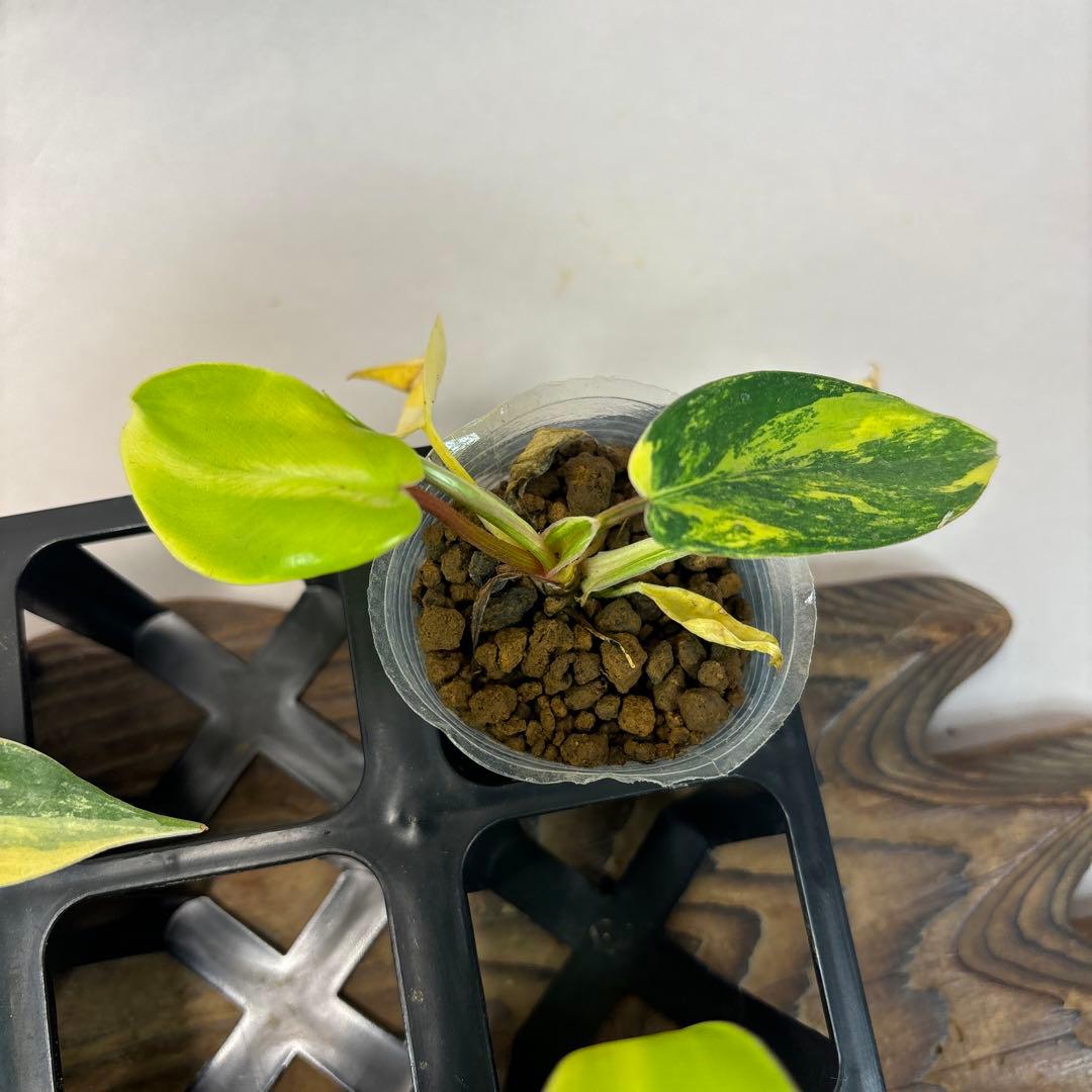 7株セットms145 フィロデンドロン・フロリダビューティー