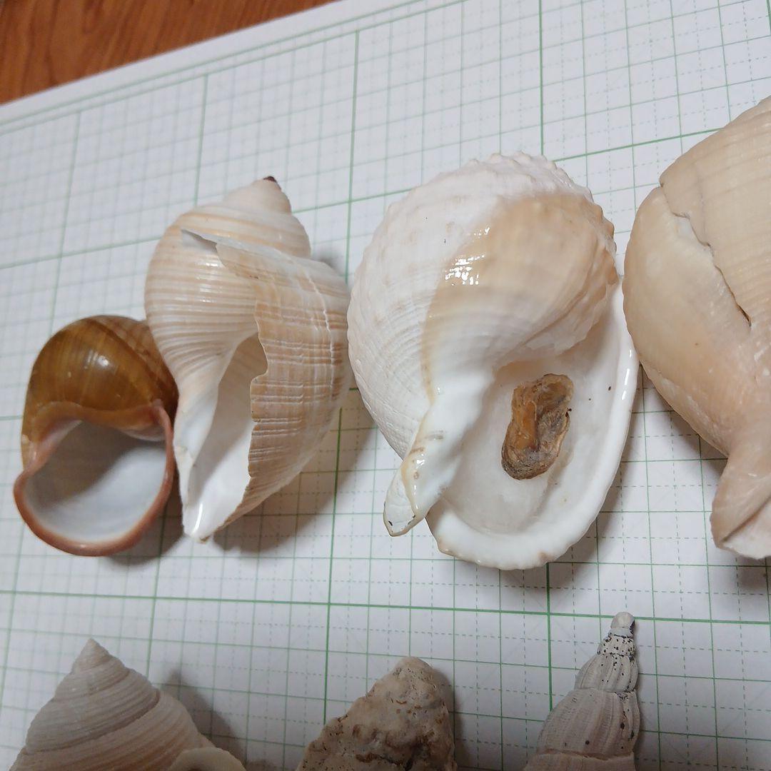 貝殻まとめ売り21