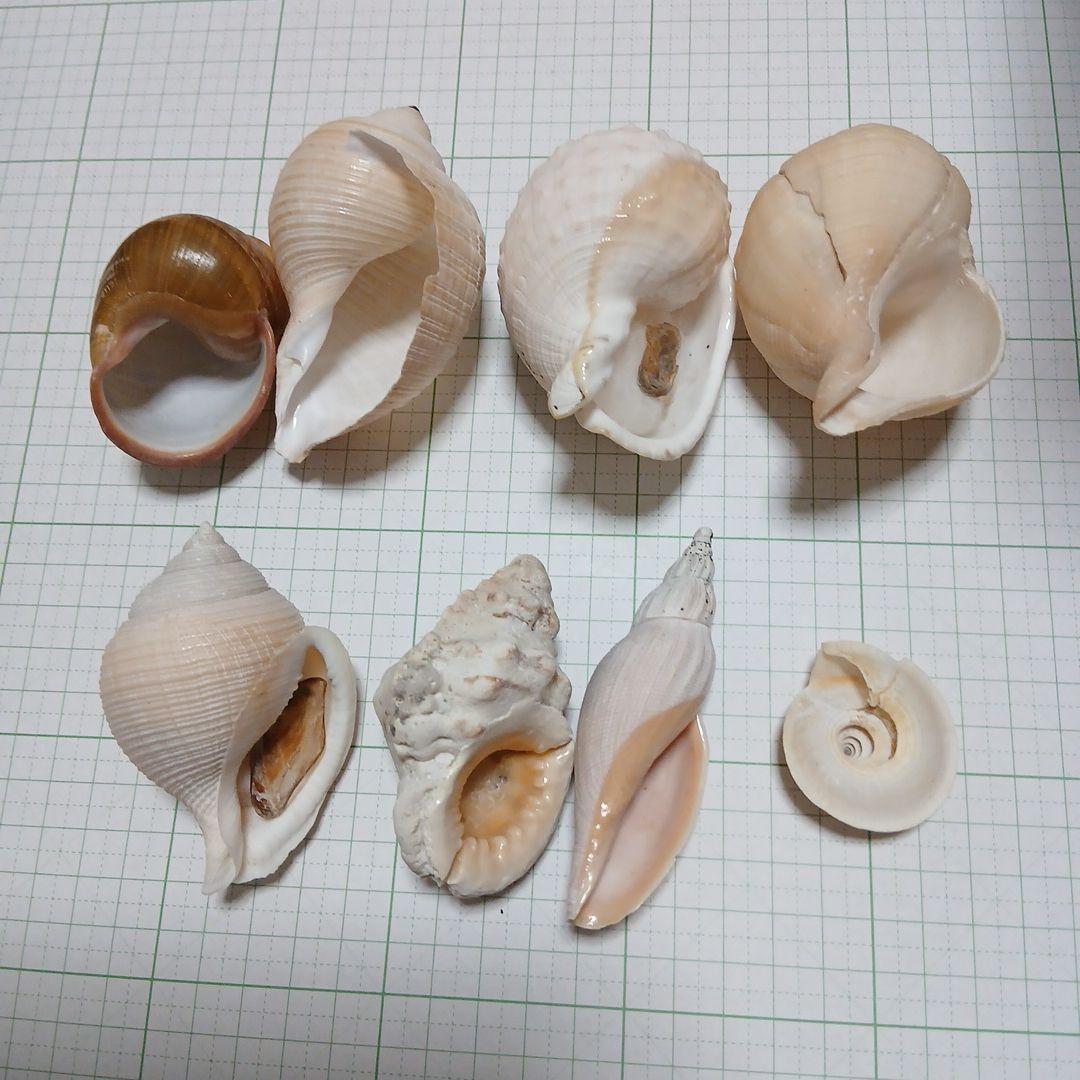 貝殻まとめ売り21