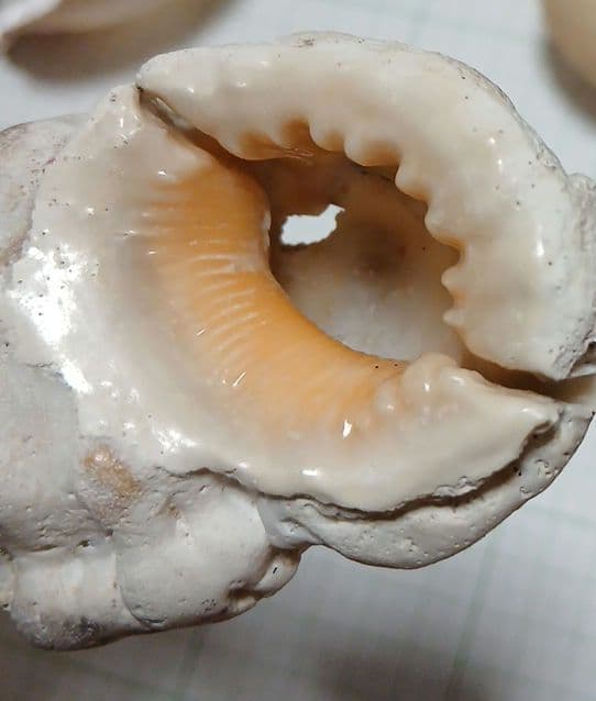 貝殻まとめ売り21