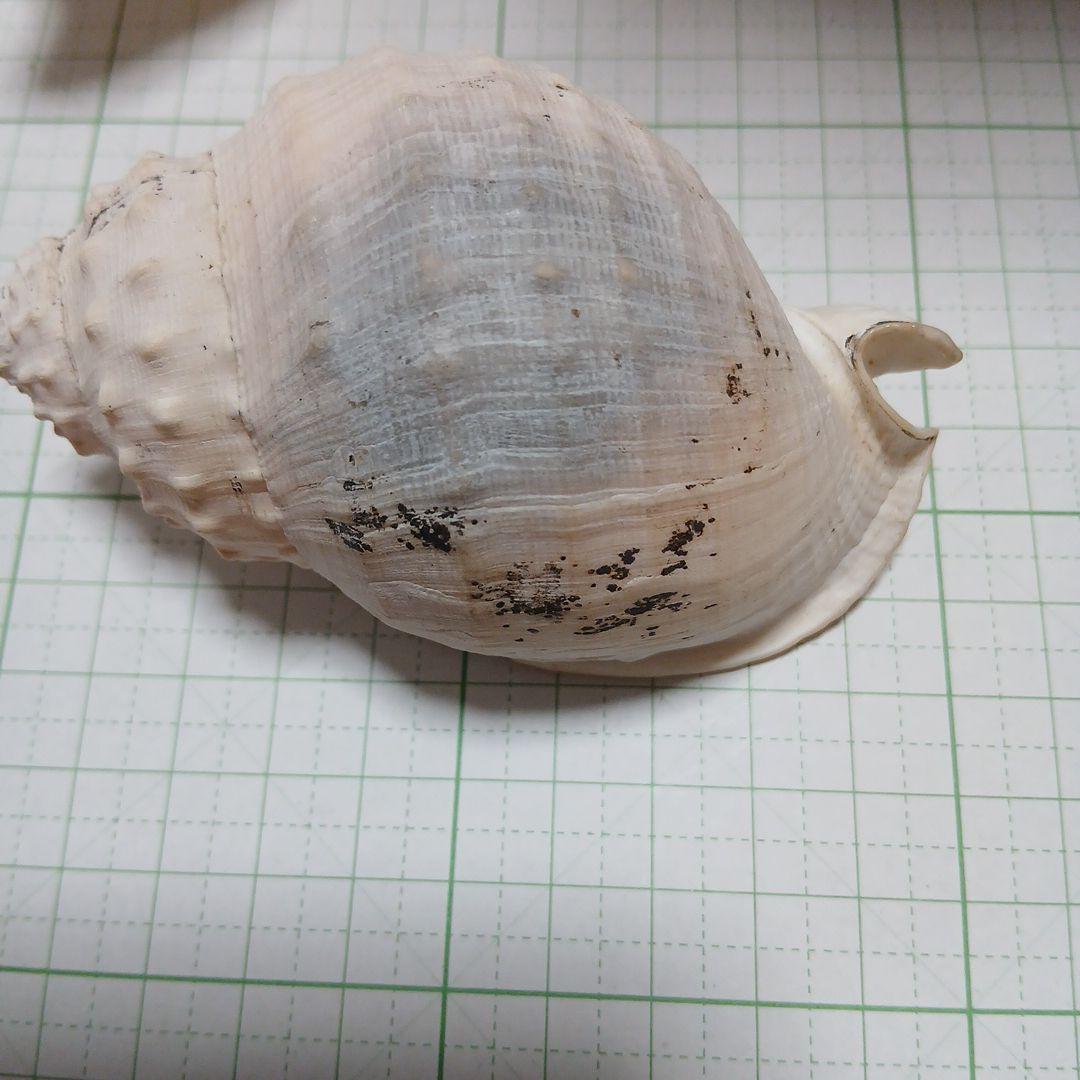 貝殻まとめ売り21